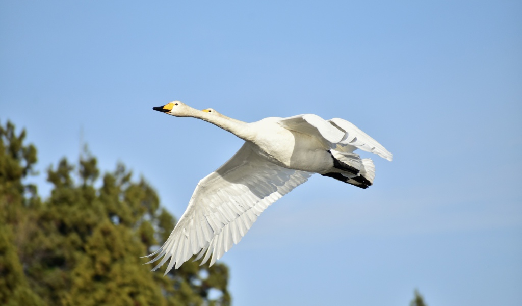 Два белых гуся летят на фоне голубого неба