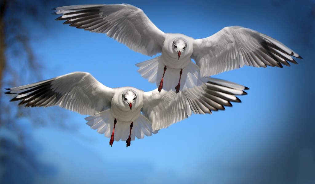 Две белые чайки летят в голубом небе 