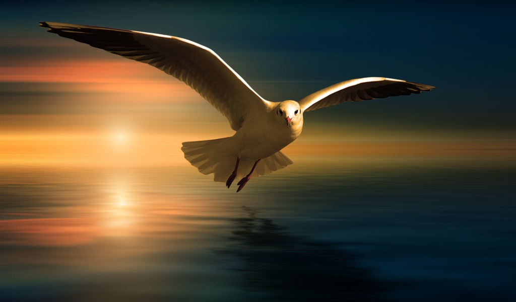 Белая чайка летит над водой на фоне заката