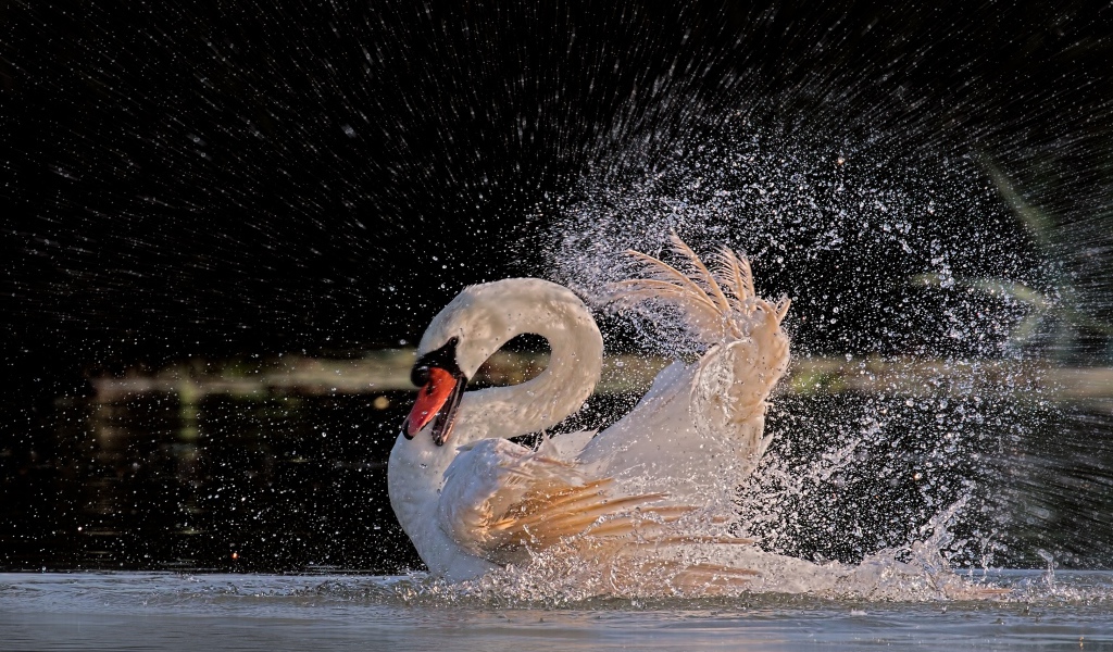Белый лебедь бьет крыльями в воде 