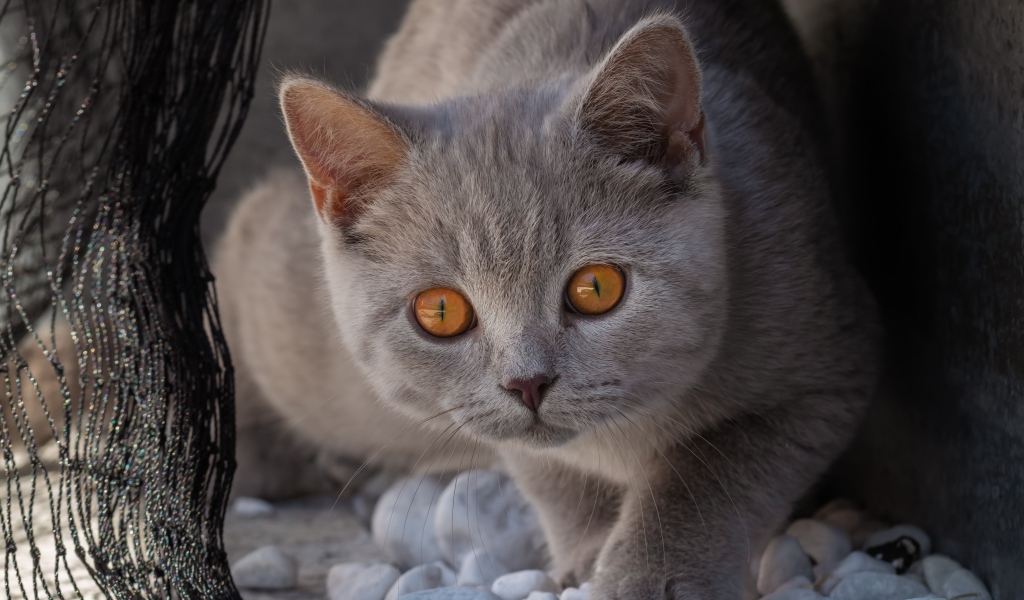 Красивый серый кот с желтыми глазами идет по камням