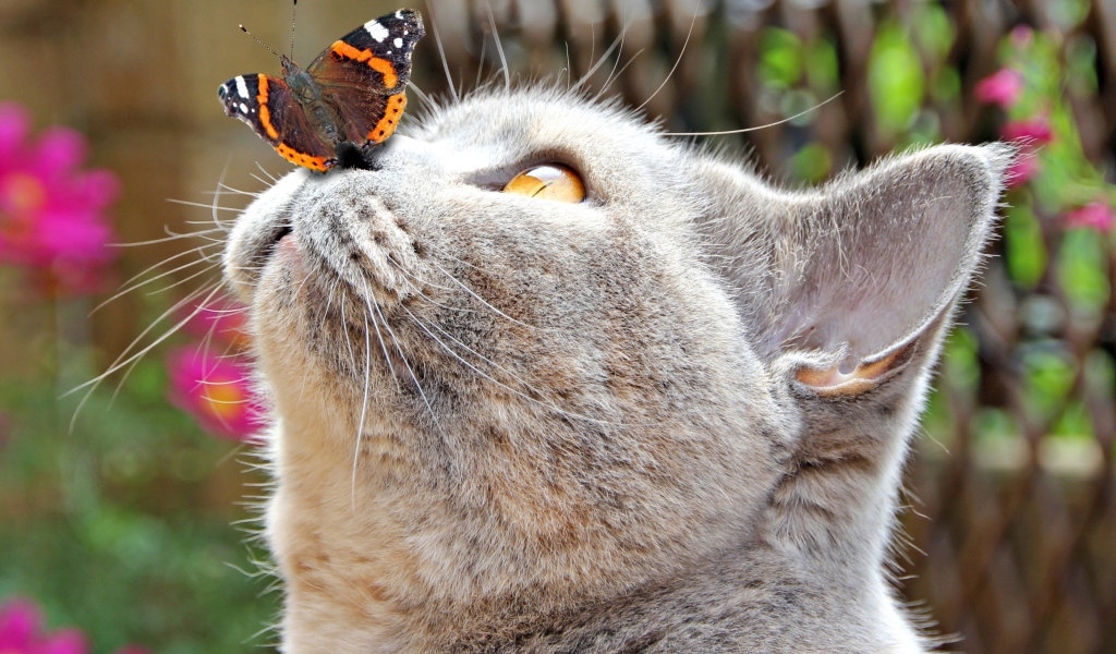Бабочка сидит на носу у серого кота