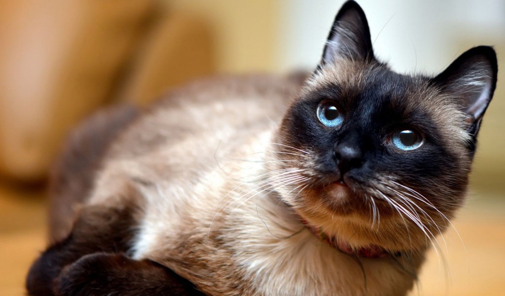 Красивый сиамский голубоглазый кот с ошейником