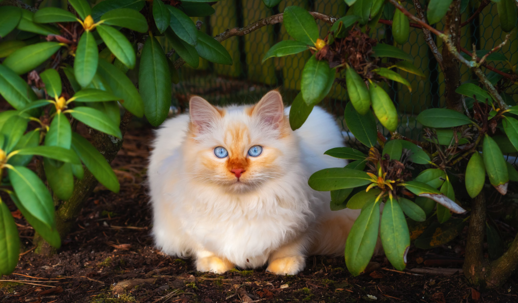 Красивый бежевый кот с голубыми глазами сидит в зеленых листьях
