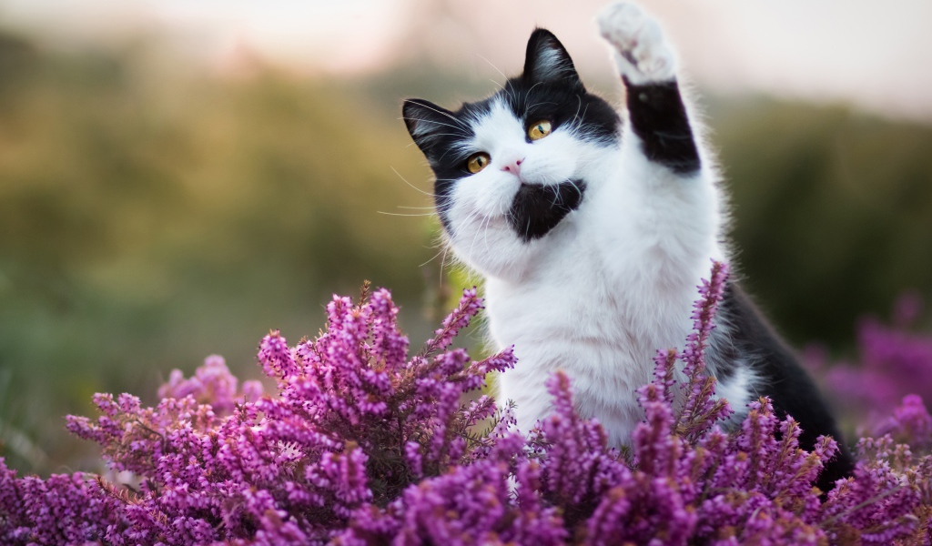 Красивый черно белый кот сидит в розовых цветах