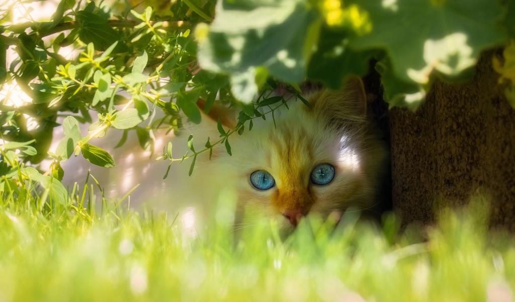 Красивый голубоглазый кот сидит в зеленой траве