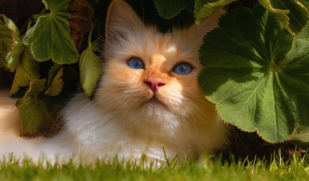 Красивый голубоглазый кот сидит на зеленой траве в зеленых листьях