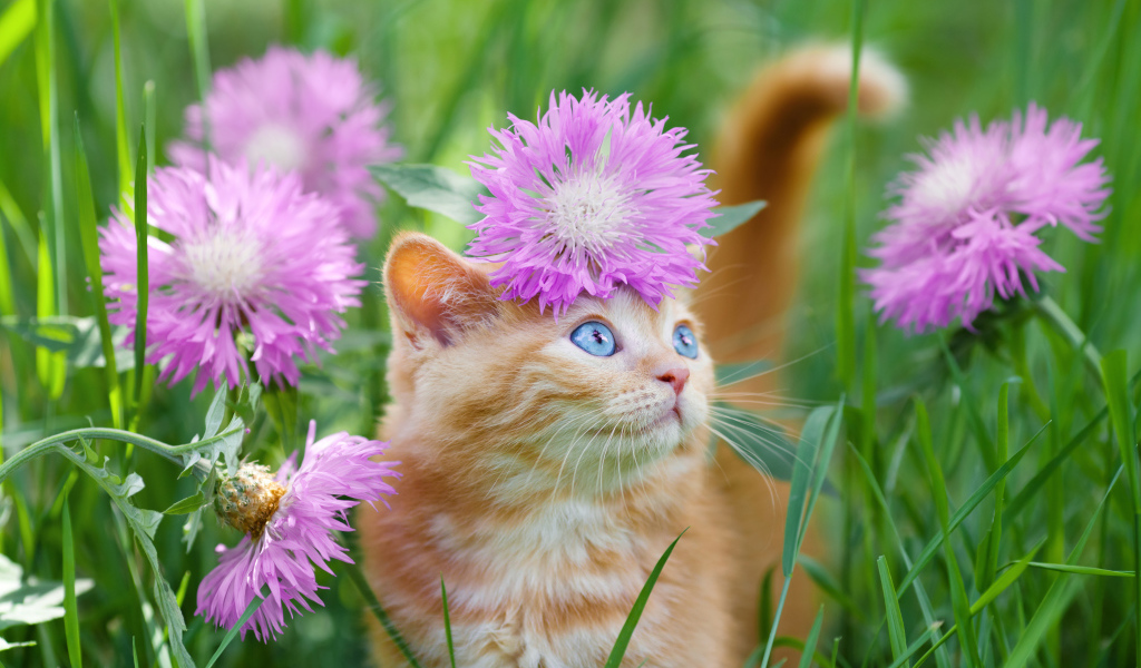 Красивый голубоглазый котенок сидит в траве с розовыми цветами