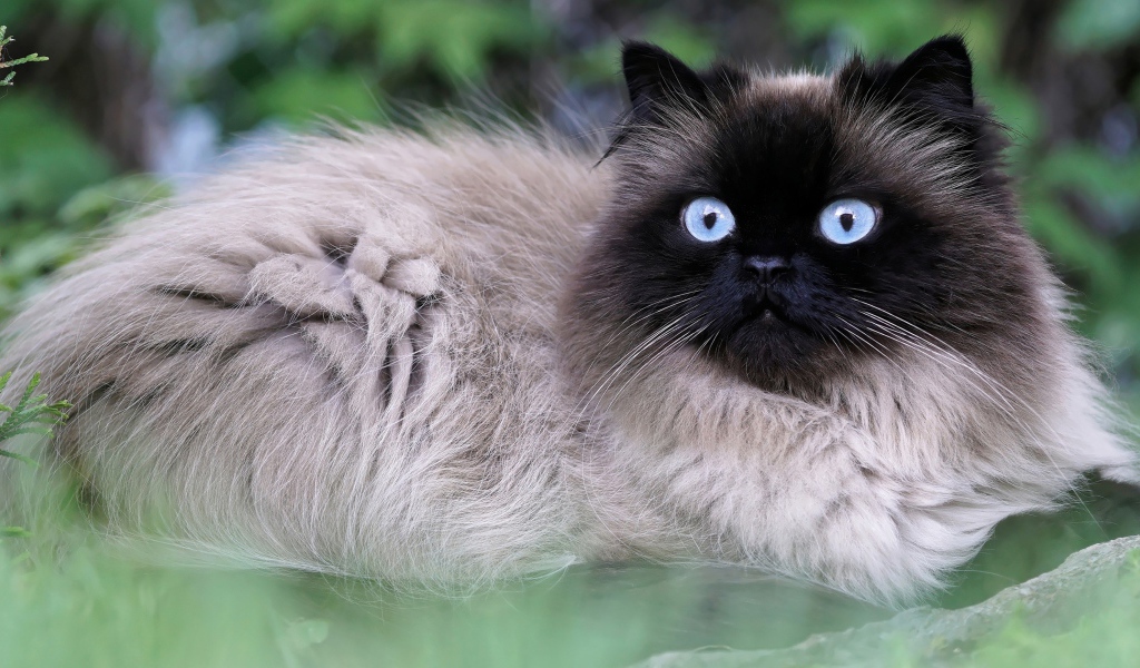 Красивый голубоглазый породистый сиамский кот 