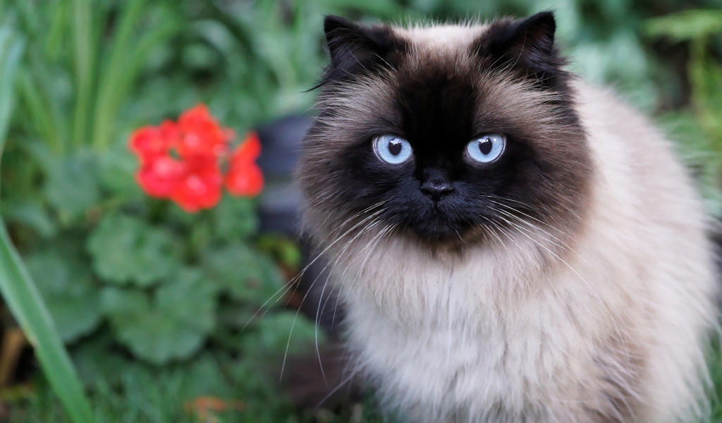 Красивый пушистый голубоглазый кот 