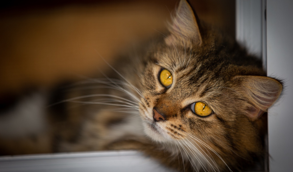 Красивый пушистый серый кот с желтыми глазами