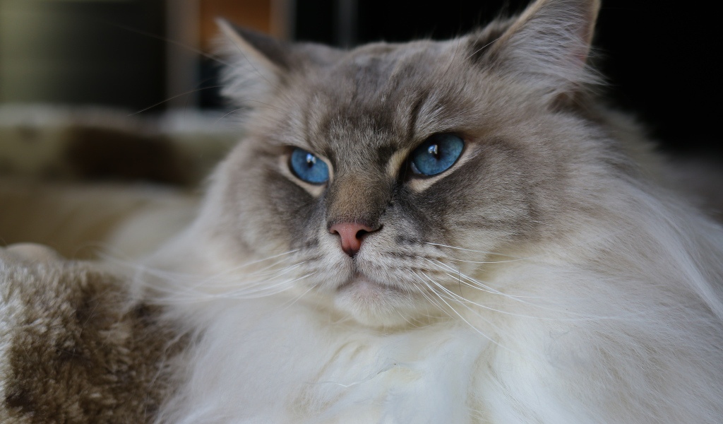 Красивая пушистая породистая кошка с голубыми глазами