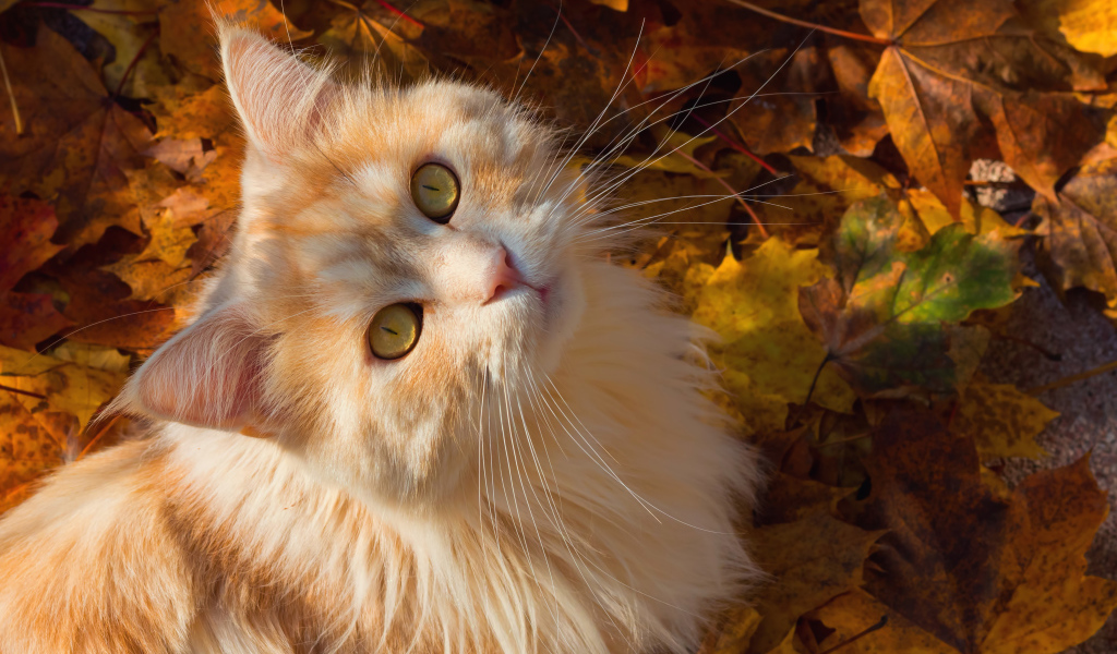 Красивый рыжий кот сидит на желтой опавшей листве