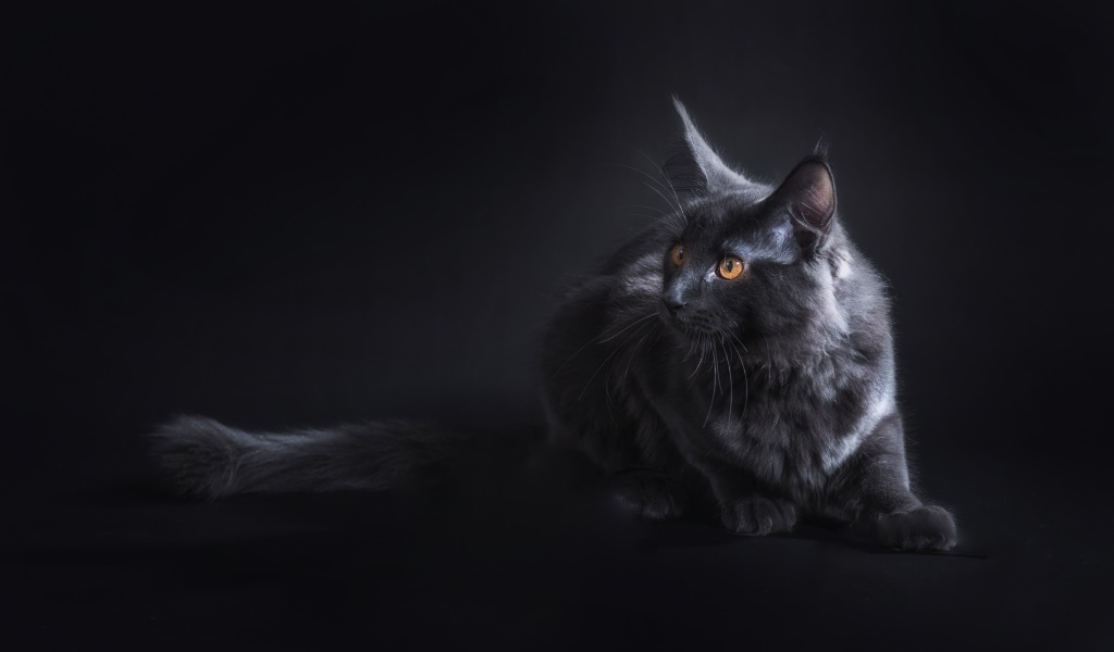 Красивый серый кот породы мейн кун на сером фоне