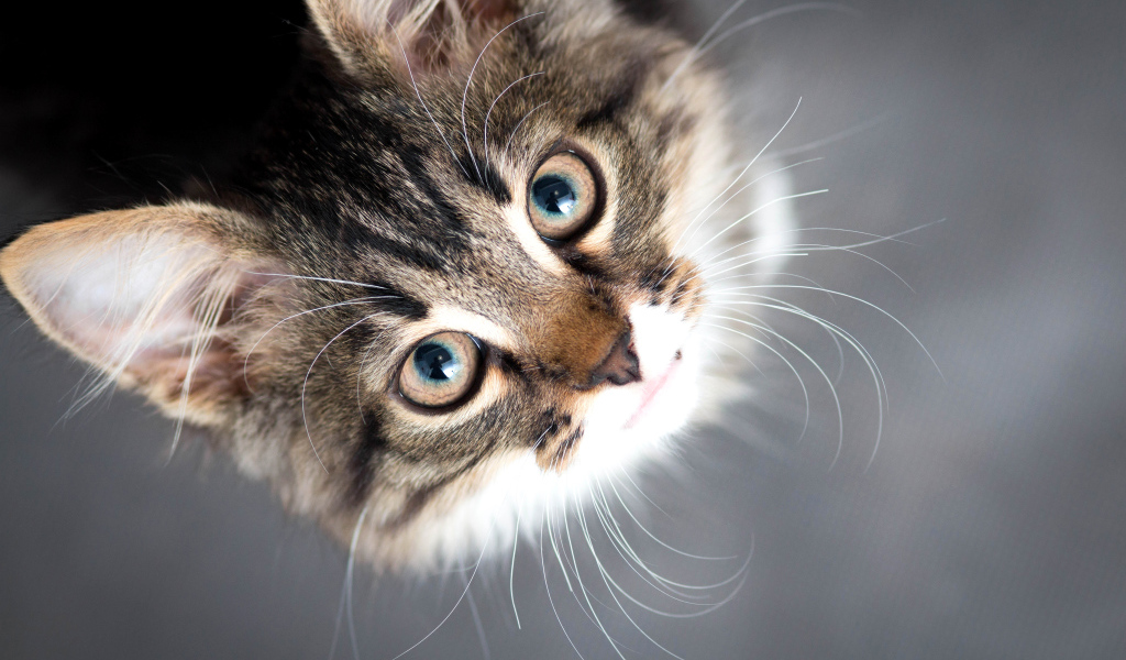 Красивый серый кот смотрит вверх 