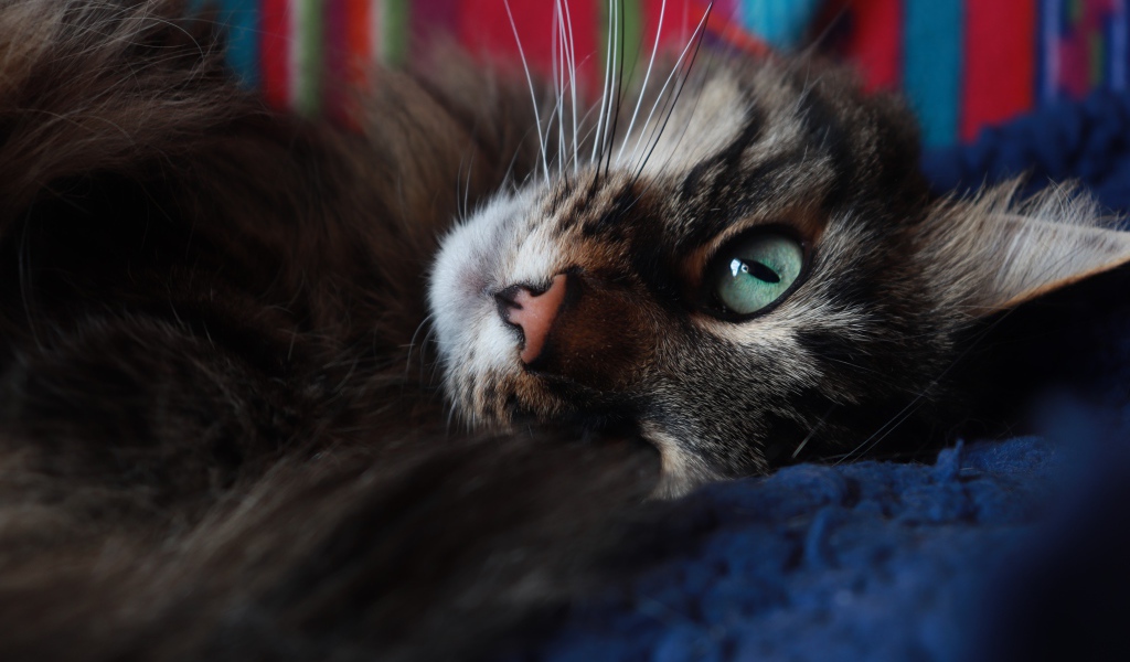 Красивый серый кот с зелеными глазами лежит на кровати