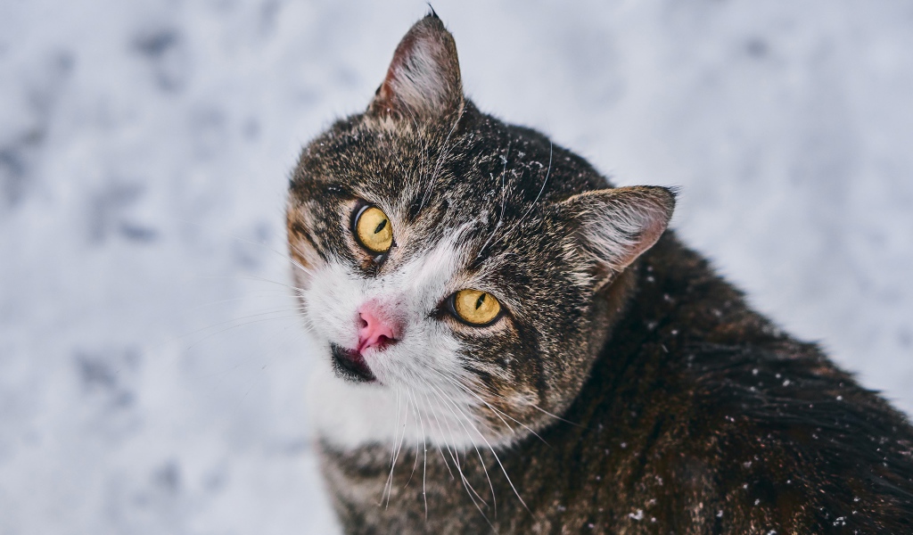 Красивый серый кот с желтыми глазами