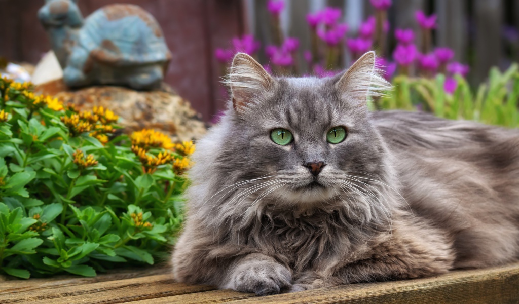 Красивый зеленоглазый кот лежит на деревянной лавке