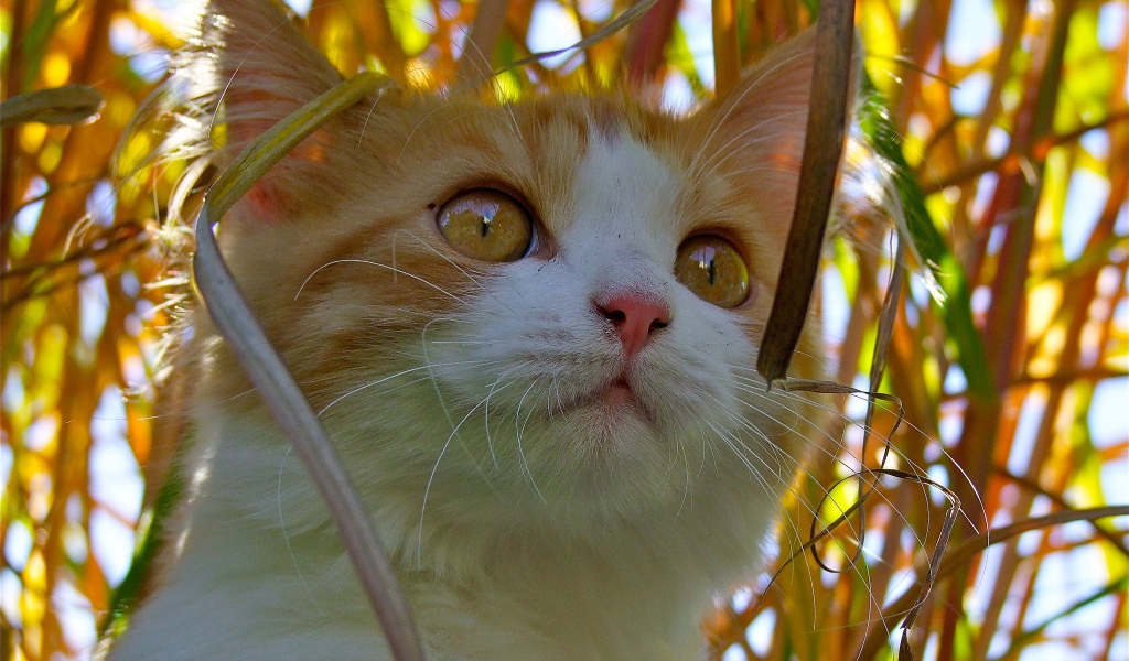 Красивый котенок с желтыми глазами сидит в траве