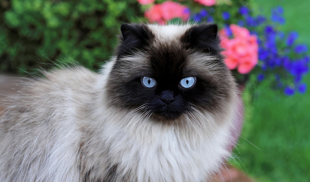 Красивая породистая сиамская кошка с голубыми глазами