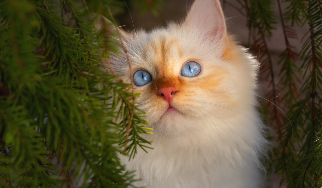 Красивый породистый голубоглазый рыжий кот в зеленых ветках ели