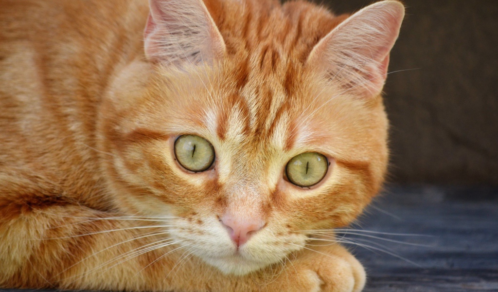 Рыжий красивый кот с большими зелеными глазами