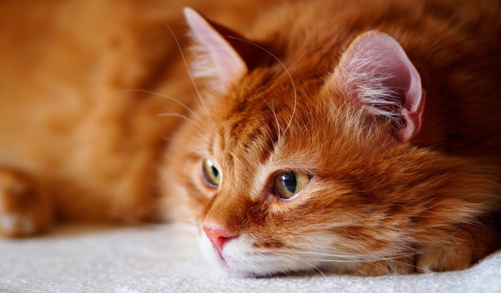 Красивый рыжий кот лежит на кровати