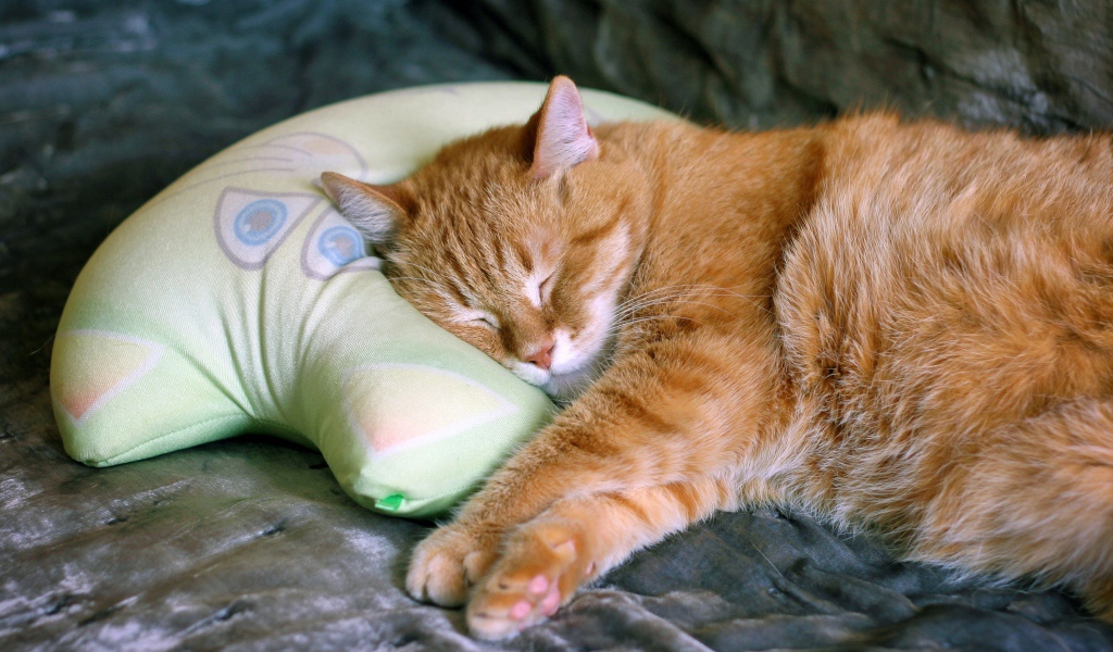 Красивый рыжий кот спит на подушке