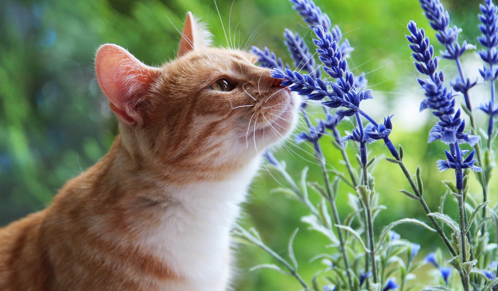 Красивый рыжий кот нюхает синие цветы