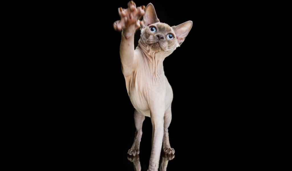 Красивый кот породы Сфинкс тянет лапу на черном фоне