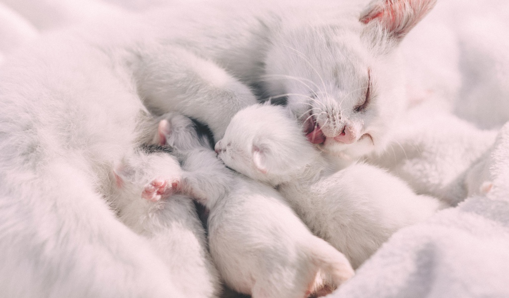 Красивая белая кошка с маленькими котятами