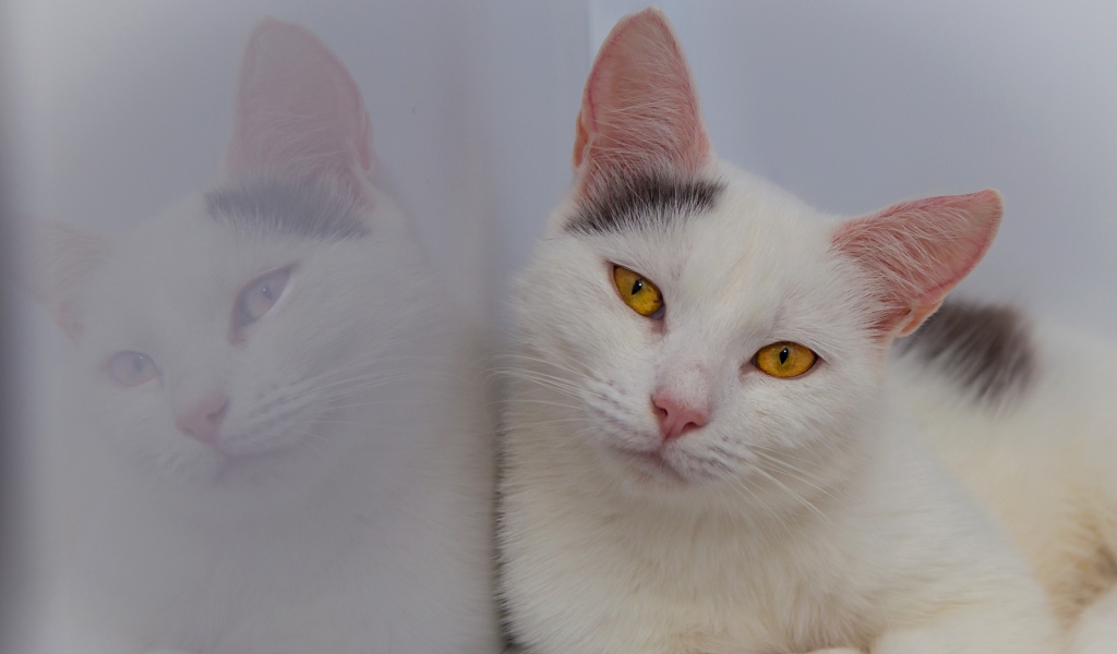 Красивый белый кот с желтыми глазами отражается в стене 