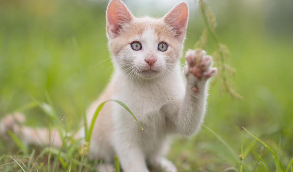 Красивый белый с рыжим котенок поднял лапку