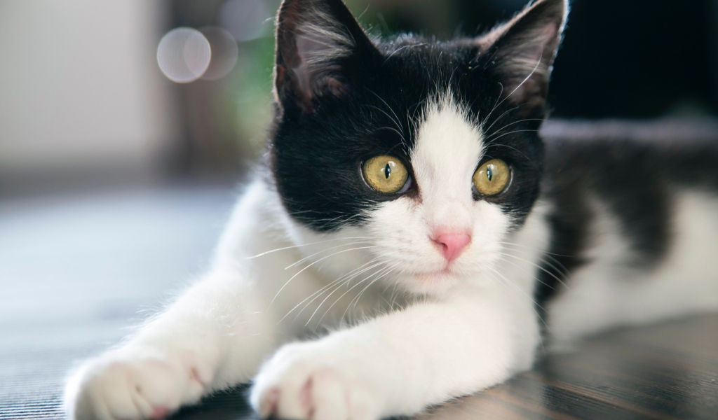 Красивый белый с черным котенок с желтыми глазами