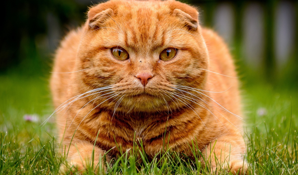 Большой красивый рыжий кот лежит на зеленой траве