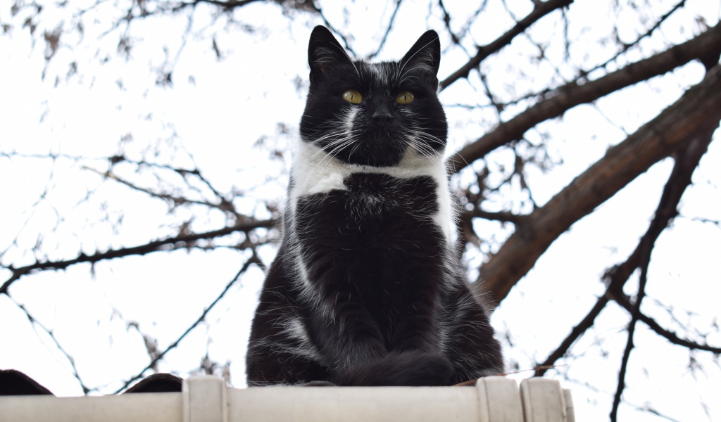 Большой черно-белый кот сидит на заборе 