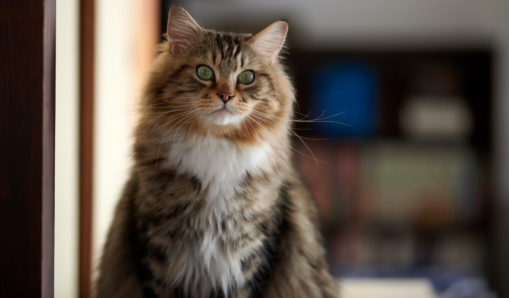 Большой пушистый кот с зелеными глазами 