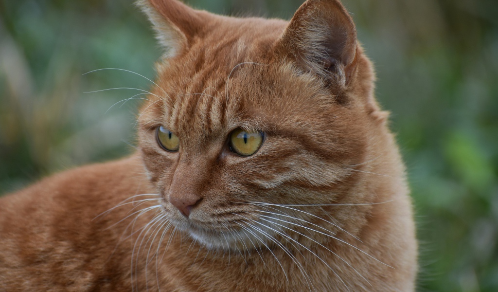 Большой рыжий кот с желтыми глазами смотрит 
