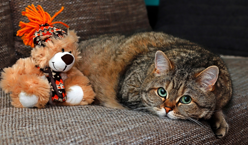 Большой серый кот лежит на диване с игрушкой