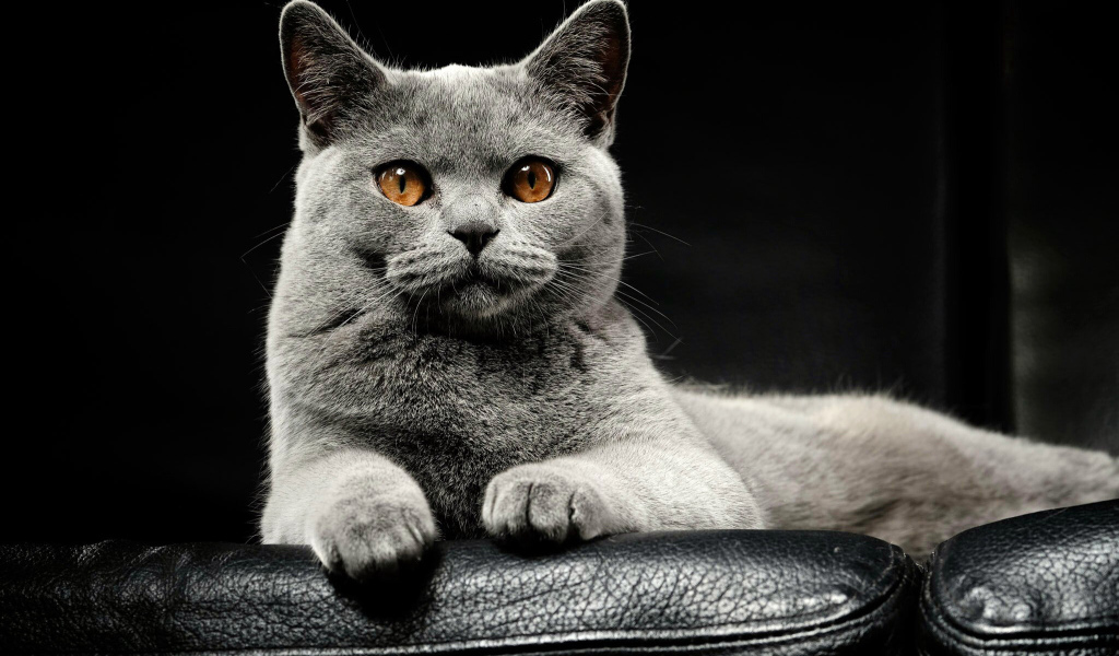 Большой серый породистый кот лежит на кожаном диване