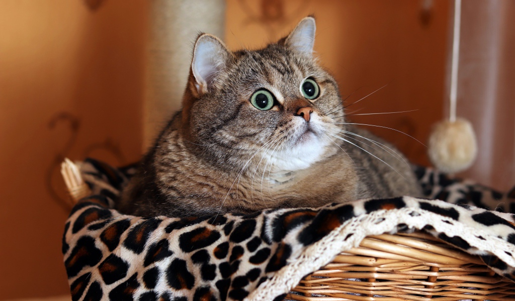 Большой породистый серый кот лежит в корзине