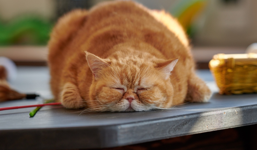 Big purebred red cat lying on the table