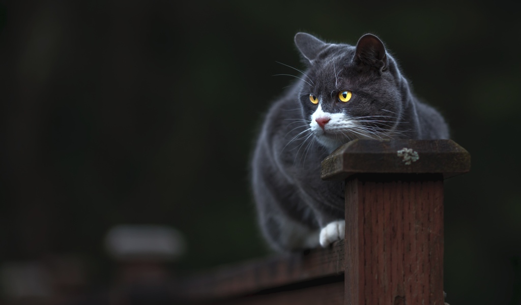 Британский кот с желтыми глазами сидит на заборе