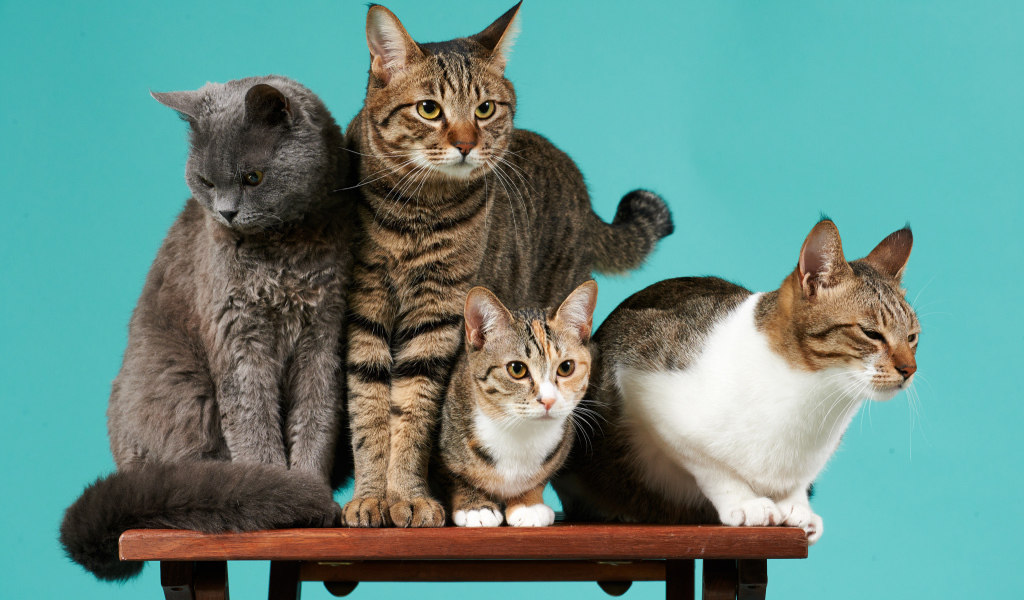 Коты сидят на деревянной лавке на голубом фоне