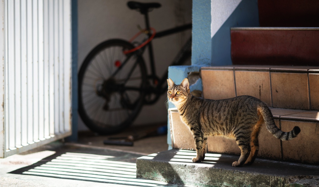 Любопытный серый кот стоит на ступеньках 