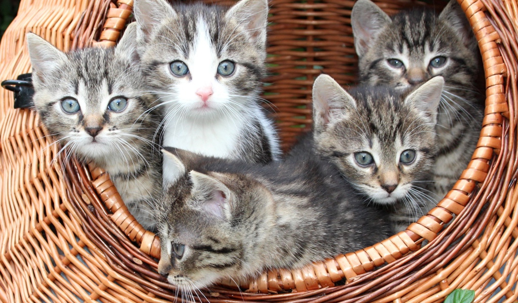 Милые серые котята сидят в плетеной корзине
