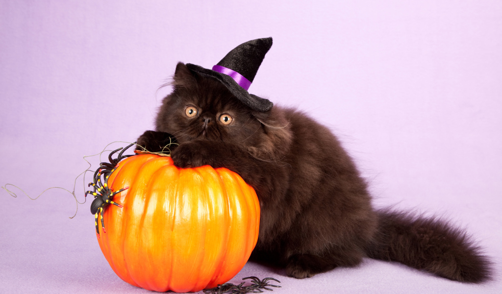 Пушистый черный кот с тыквой на Хэллоуин 