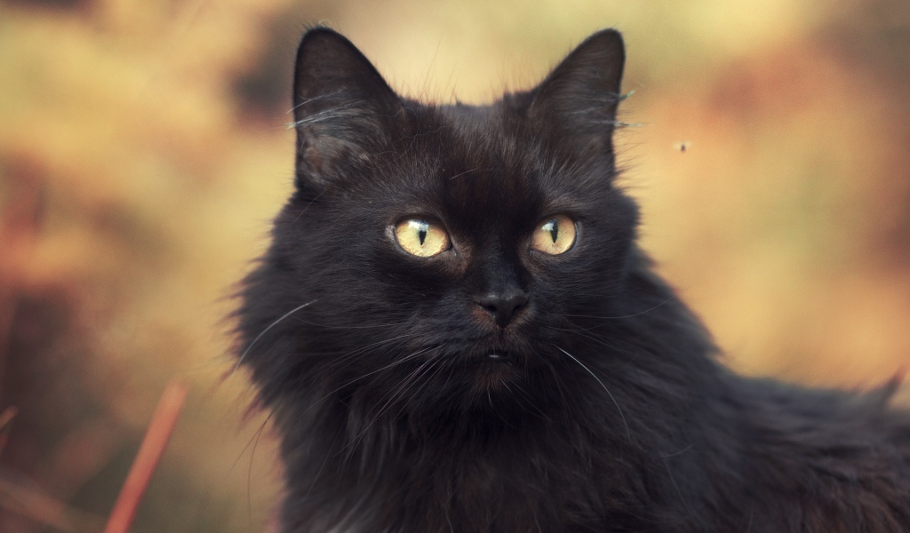 Пушистый красивый черный кот крупным планом
