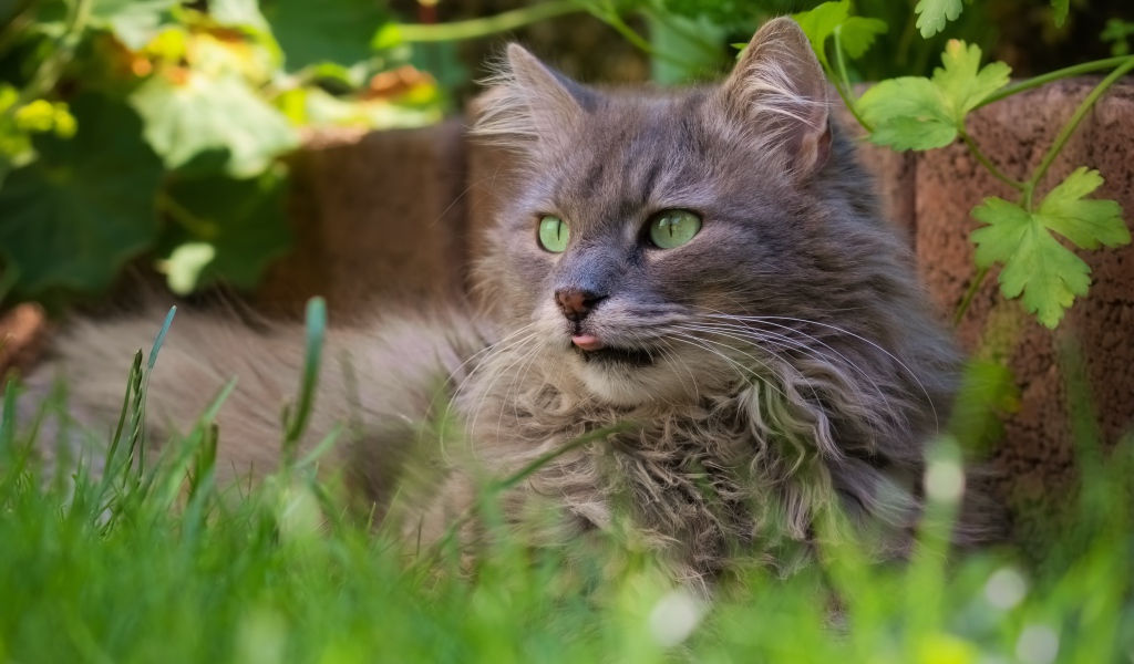 Пушистый серый кот сидит в зеленой траве
