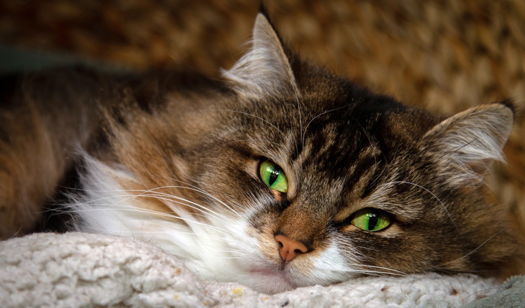 Пушистая серая кошка с красивыми зелеными глазами